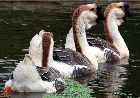 潮汕鹅王的卤味秘方!一只狮头鹅竟有12种吃