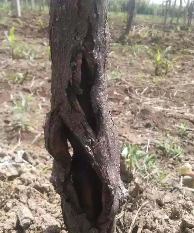 猕猴桃树干纵向裂皮不用怕,"桥接"技术看过来