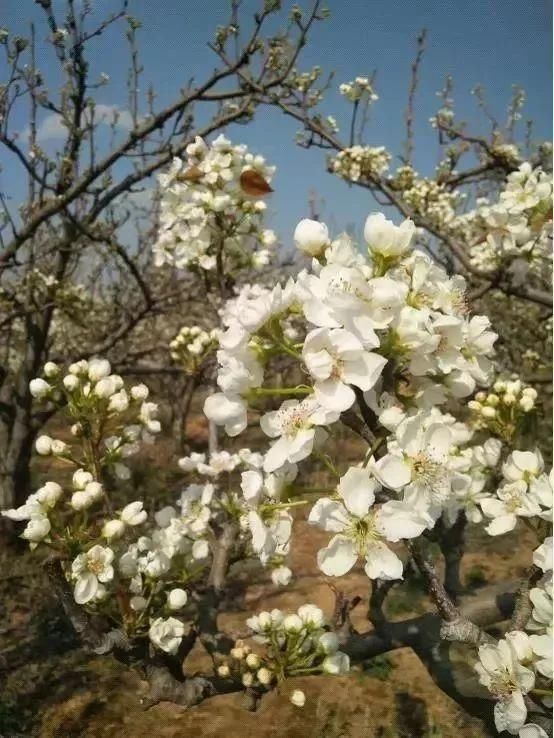 玉溪最全赏花攻略来了，花海之约不要错过!
