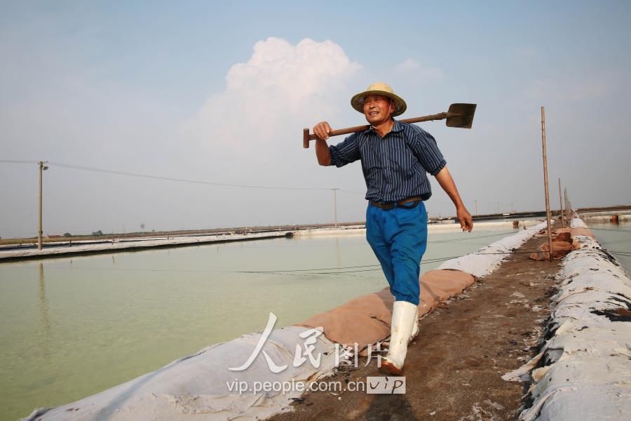 江苏连云港:盐田夏管保丰收