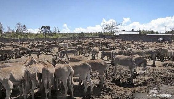 非洲驴或将灭绝,日本媒体称:中国人是罪魁祸首