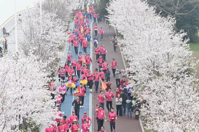 5000人一起徒步看樱花？！人从众，花美，人更美！
