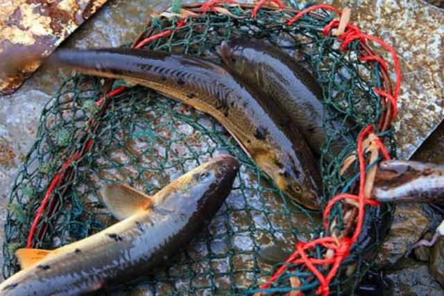 这湖有80万吨野生鱼,对鱼来说是天堂,却是钓友的地狱