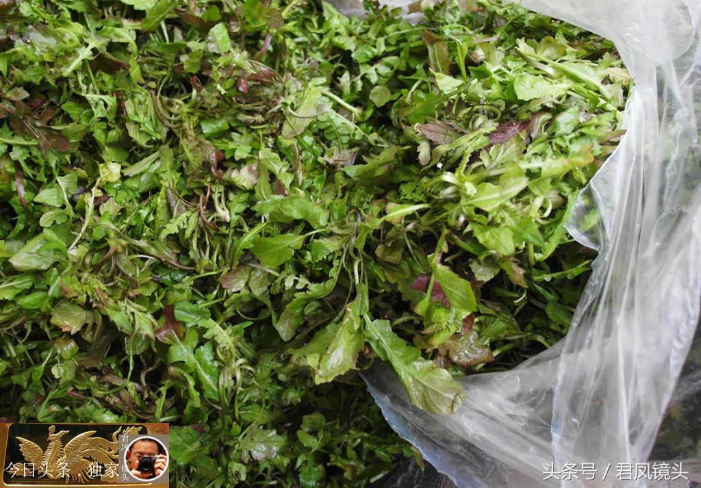湖北宜昌:地米菜在寒冬腊月上市,售价5元一斤!买者少!为何?