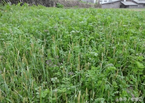 农村人称养鸡草的野草,30年前能用来解蛇毒