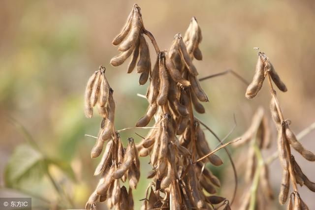 玉米、大豆补贴申请对象、时间、流程出炉！符合条件的快去申请！