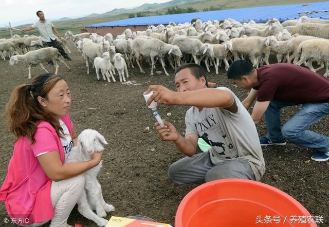 养羊效益提升九项技术，不断学习不断尝试不断总结