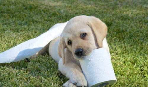 犬类中你最喜欢什么类型的狗呢,可爱呆萌乖巧