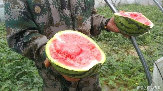 农村人种植大棚西瓜，看似每年都赚钱，一番话道出种地的心酸