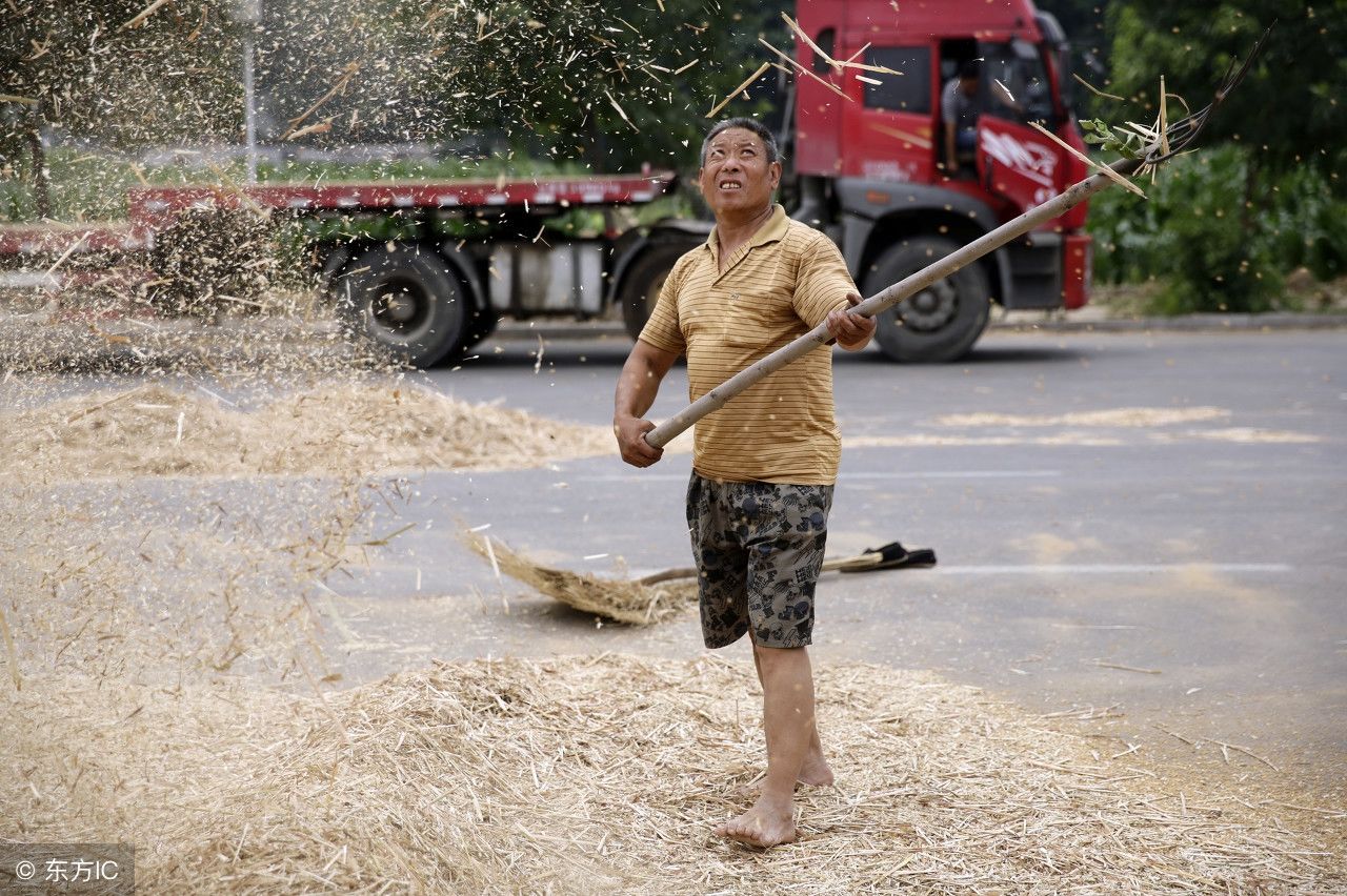 小麦马上就要丰收了，农村这1种现象必将卷土重来