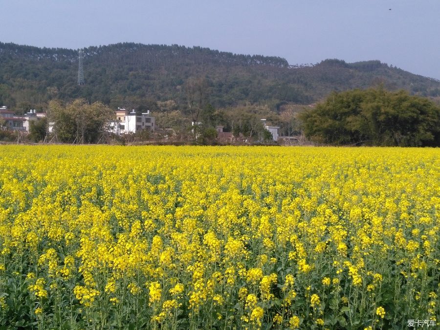 2018年春节粤北韶关赏花，火山上的油菜花 。