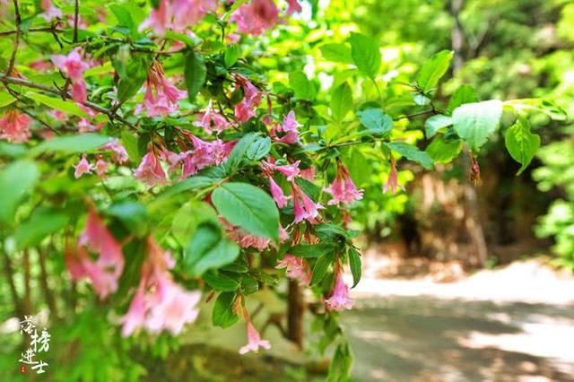 我国这个景点以苔藓众多闻名，很像日本的西芳寺，游客多为日本人