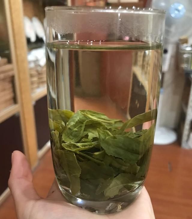 六安瓜片茶山行