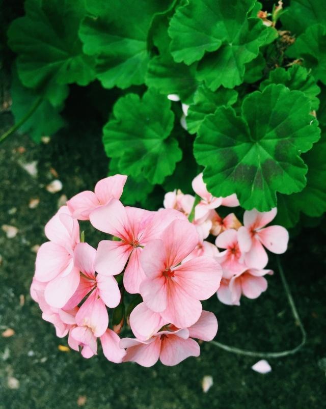 花开叶落猜一成语_木猜一成语疯狂看图