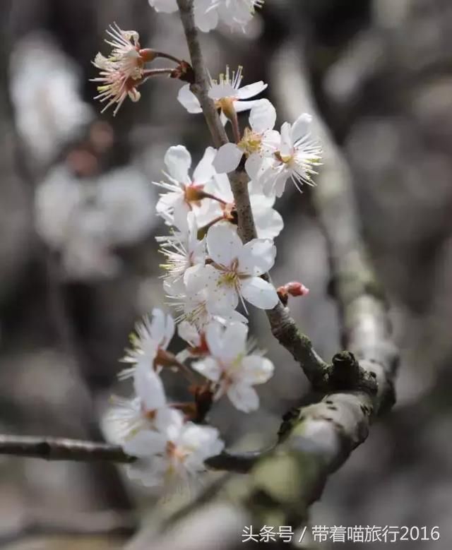 宁波四明山上这个神秘村庄，被樱桃花包围，如同世外桃源