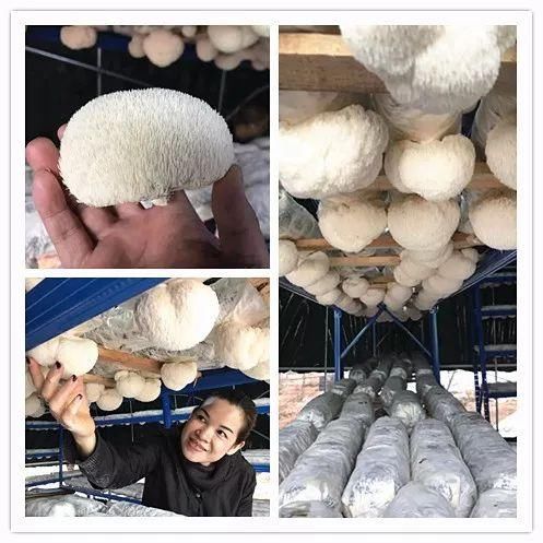 春天,这种形状奇特的菜正美味!中山就有,尝过吗?