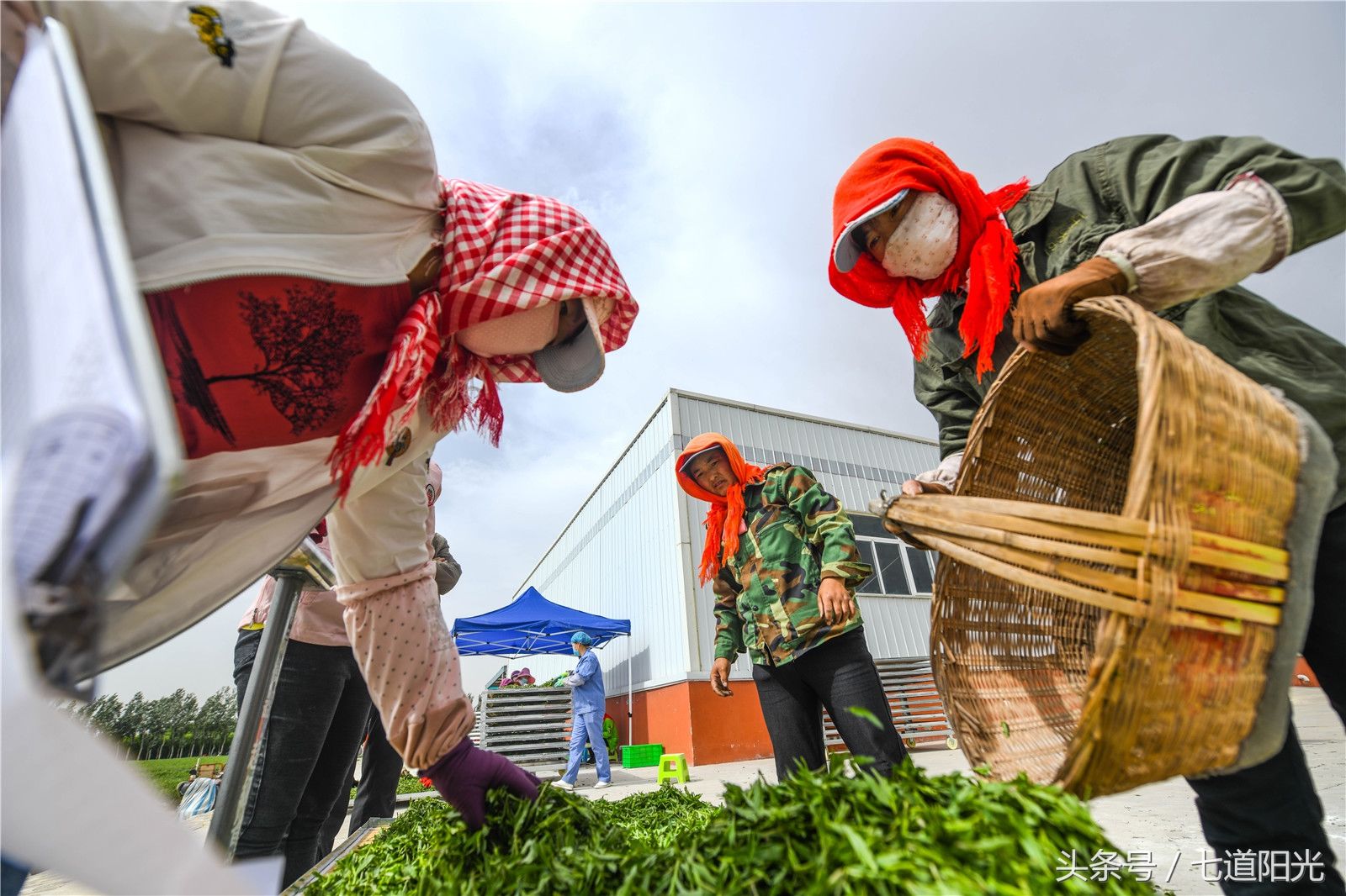 贺兰山下枸杞叶茶采摘如火如荼