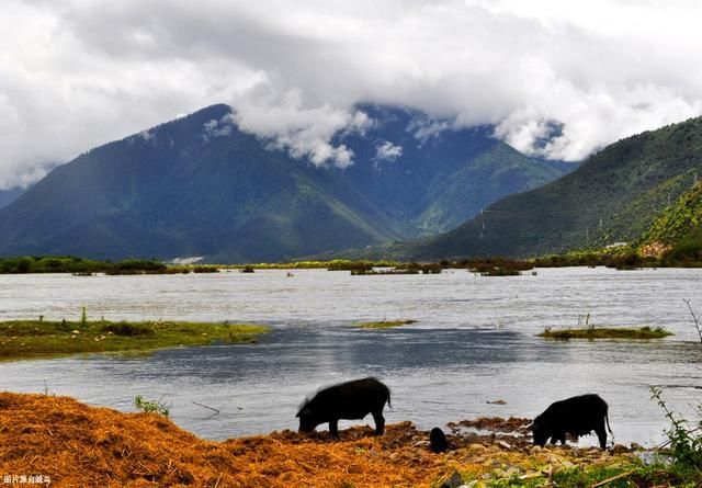 林芝虽美，却是因为来自这条母亲河的滋养