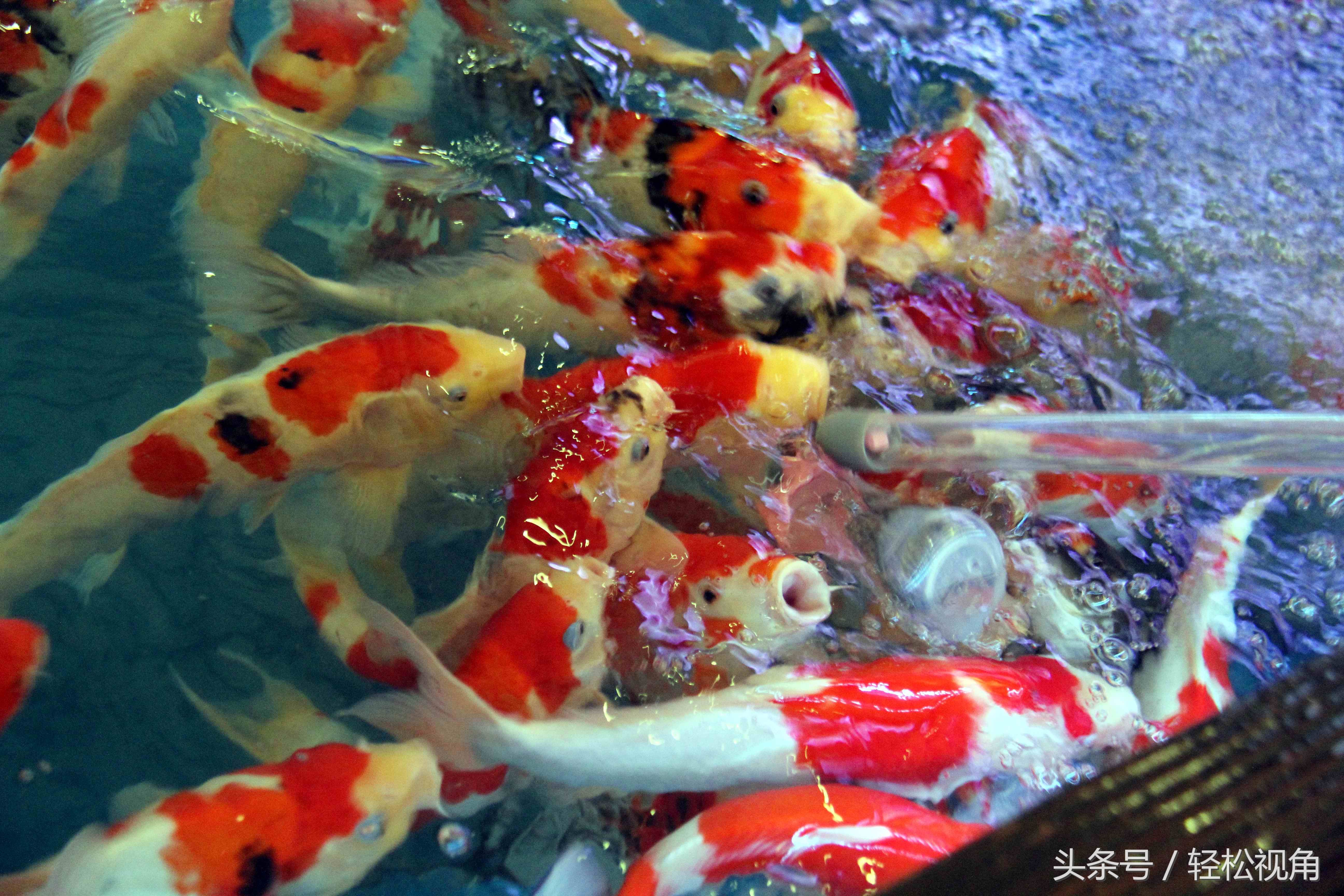 大姐生财有道在购物中心做这行,不用自己养鱼