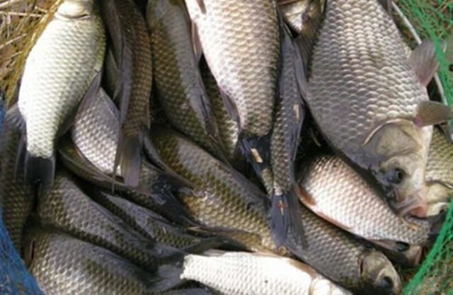 初春钓鲫鱼，分享一款效果特好的配方给大家!