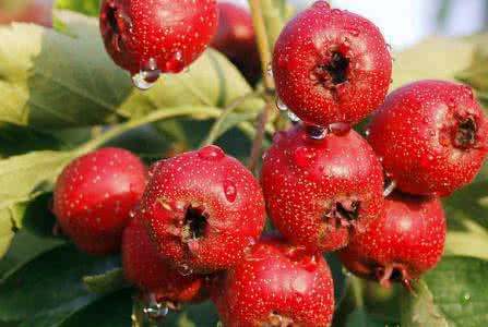 山楂和它一起泡,减肥美容,活血化瘀,健胃消食,女