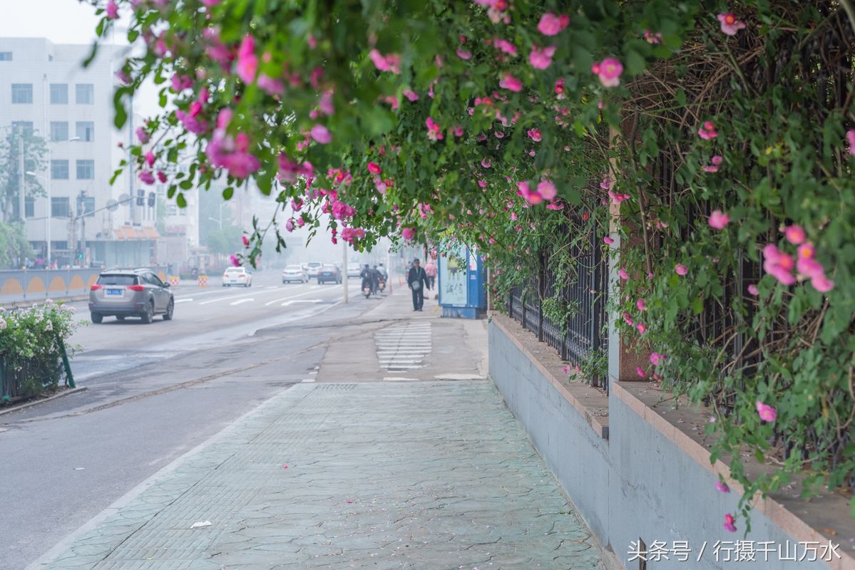 街头的蔷薇花绽放，济南玉函路最美花墙来啦!