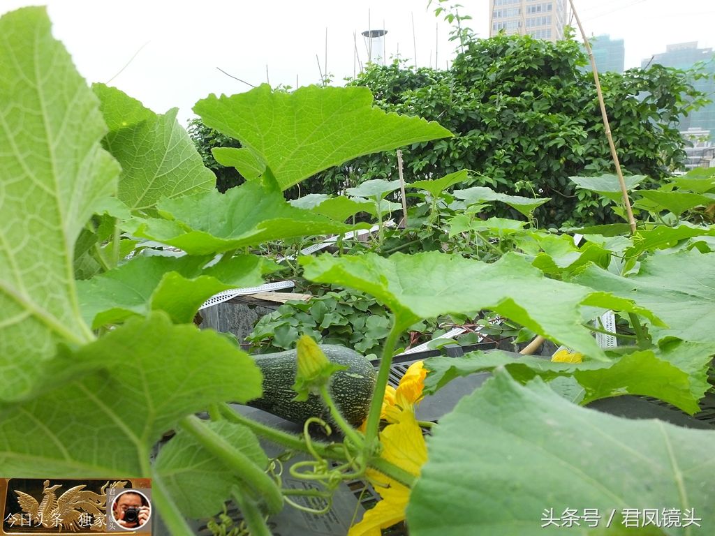 广东清远:居民楼顶种菜，南瓜绿油油!