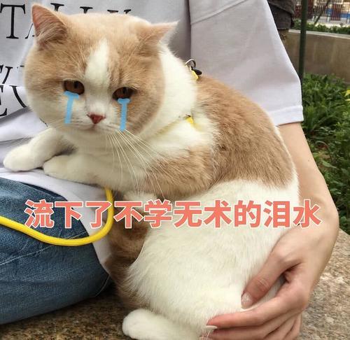 傲娇不好猫咪:生气了,哄教授的那种搞笑图表情图片