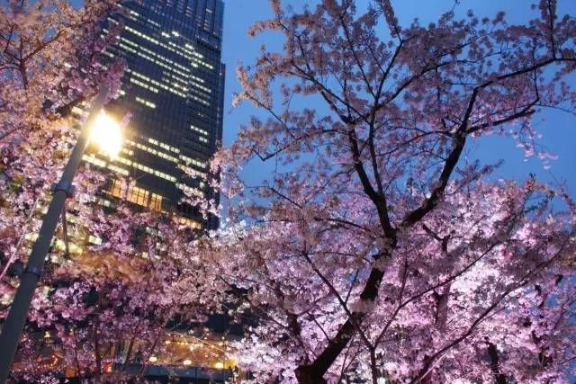 东京樱花季再次提前6天!提前准备,看到最好樱
