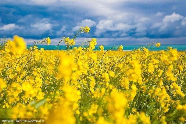 2018山东各地最实用的赏花指南！看这一篇就足够了！快去感受春天