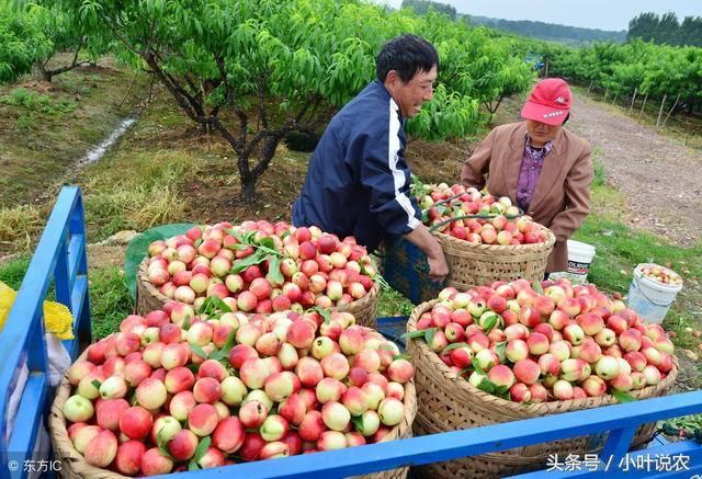 今年农村桃子5毛钱一斤没人要，城里人嫌贵不愿买，农民想不通