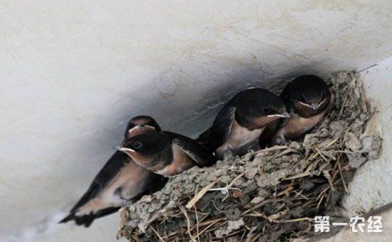 受伤的燕子雏鸟要怎么养?燕子雏鸟的喂养与放