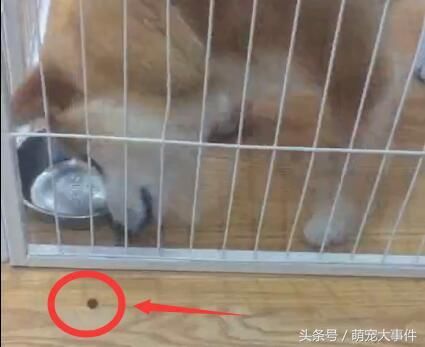 这条柴犬的绝望你们是体会不到的,柴犬和它最