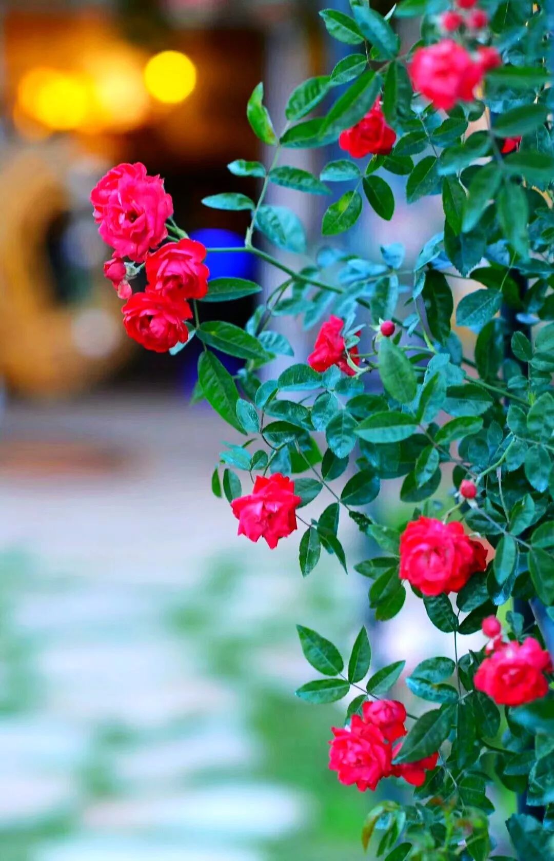 一对夫妻把青白江农家改造成“田园牧歌”，从此家有美景何必远方