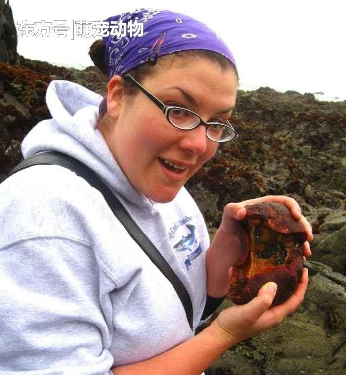 女子海边发现\＂鲍鱼\＂似的生物, 它能嚼碎石头还能做防弹衣