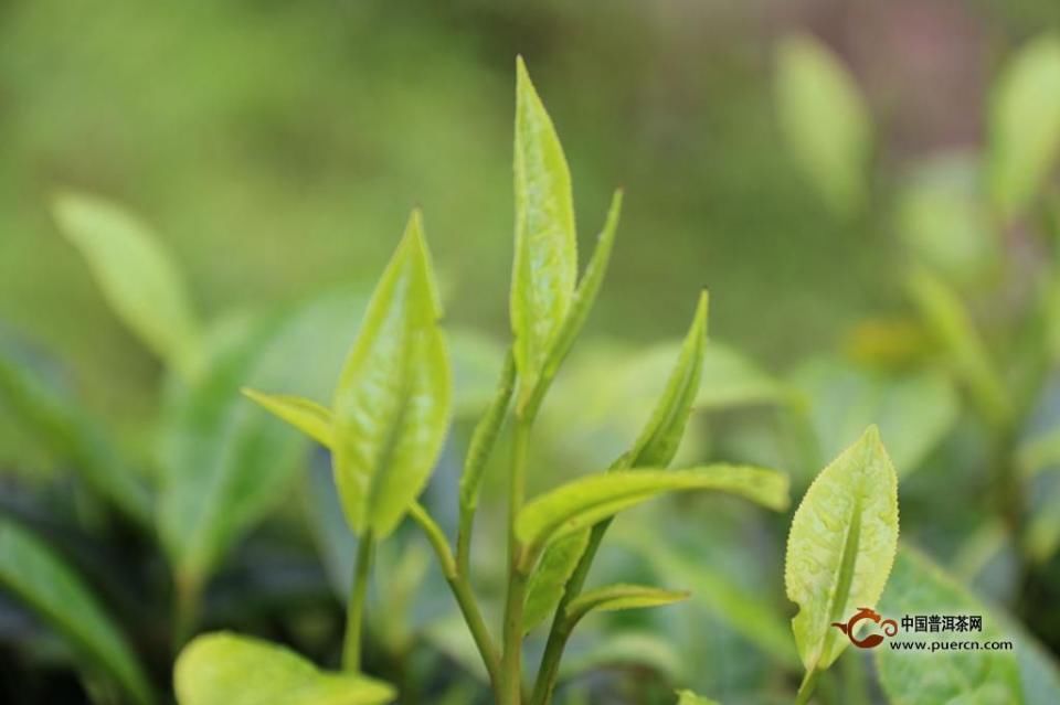 要喝春茶，看看这些春茶知识