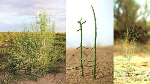 起床第一件事就是打开支付宝收能量、喂鸡,像