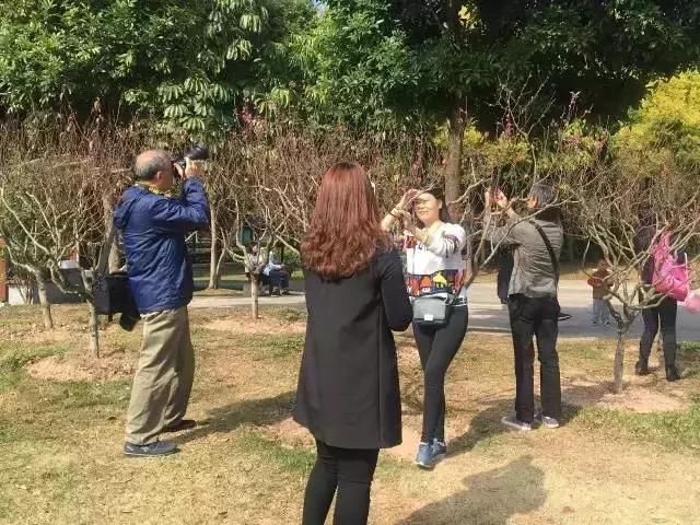 又是一年桃花开！去深圳莲花山公园转转“桃花运”！