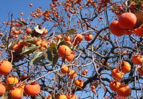 山上柿子成熟了吗 t011ed091f72b8a1657.jpg