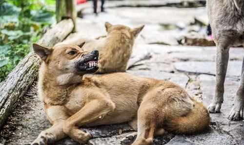 为什么说会咬主人的狗不能养?农村老人道给你