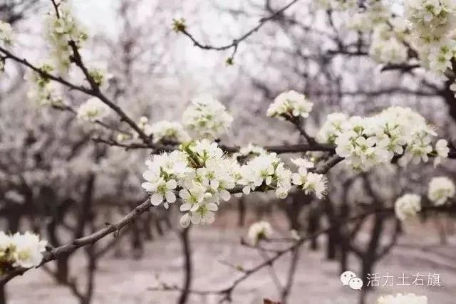 乡约大雁滩，杏好有你来第四届杏花旅游文化节盛大开幕!美好的时