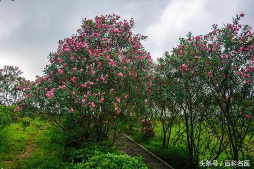 这3种花再好看也不能养在家里!夹竹桃有剧毒为啥还种植?