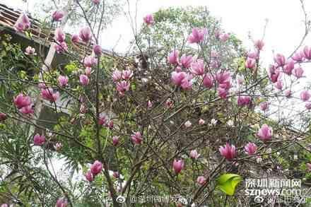 盐田区各种时花陆续进入盛花期 赏花踏春游玩正当时