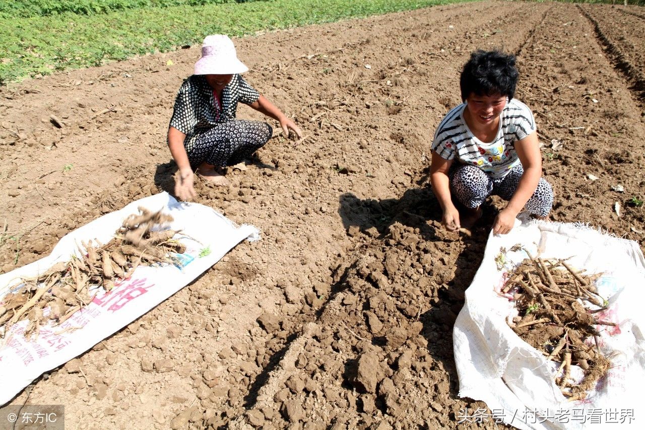 安徽省亳州市刘营村，药农在药材种植地里收获白芷