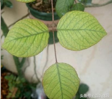 长的好好的月季,满枝的花苞却掉落了,原来是这