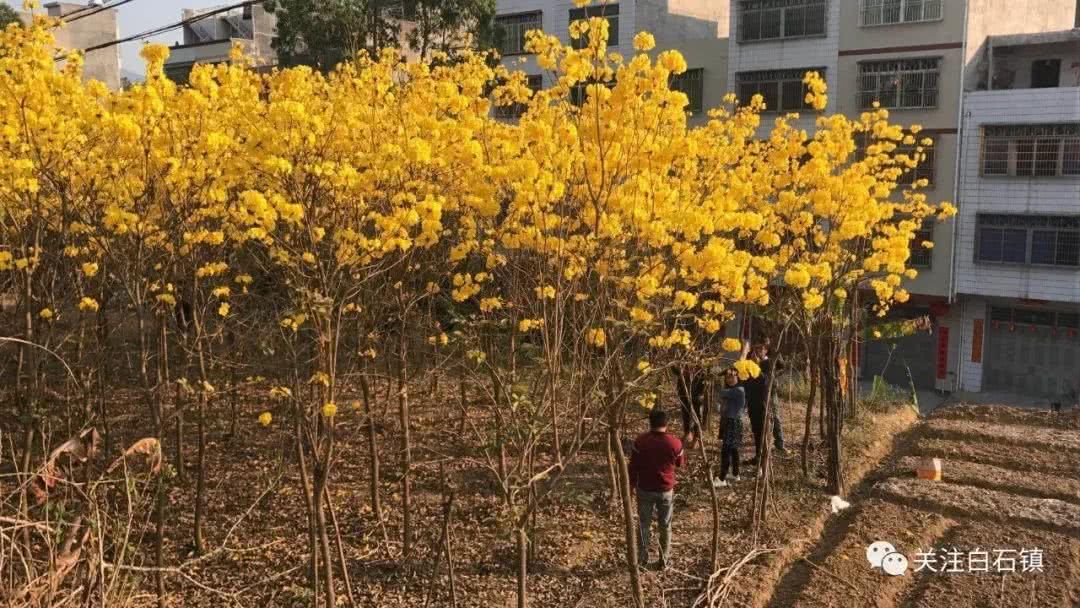 满园尽带黄金甲！信宜白石这片黄花风铃刷爆朋友圈了！