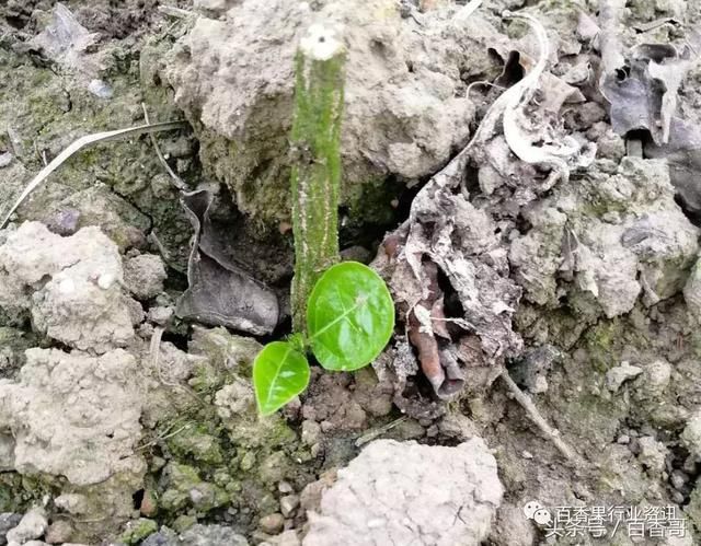 百香果植株受冻后重新长芽还能留吗?
