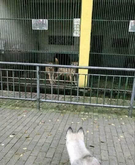 游客投诉动物园的狼变成哈士奇,园长:真的是狼