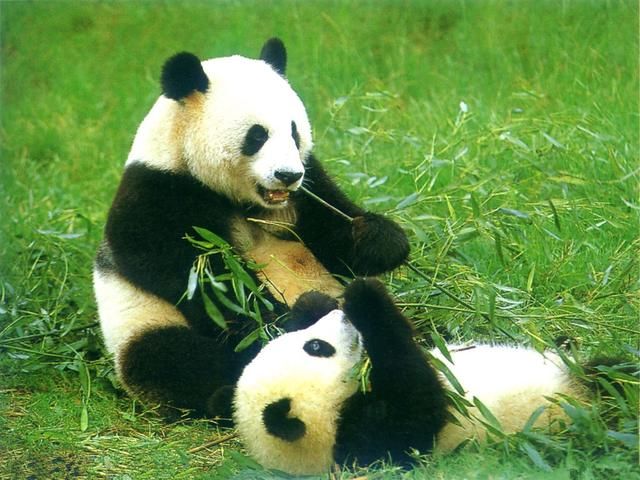 为什么熊猫吃竹子不会被扎到嘴巴?看完发现被
