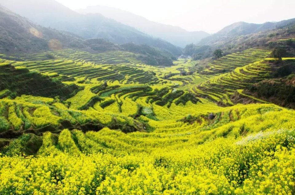 快收下这份湖北“醉美”赏花攻略，让花海承包你的整个春天